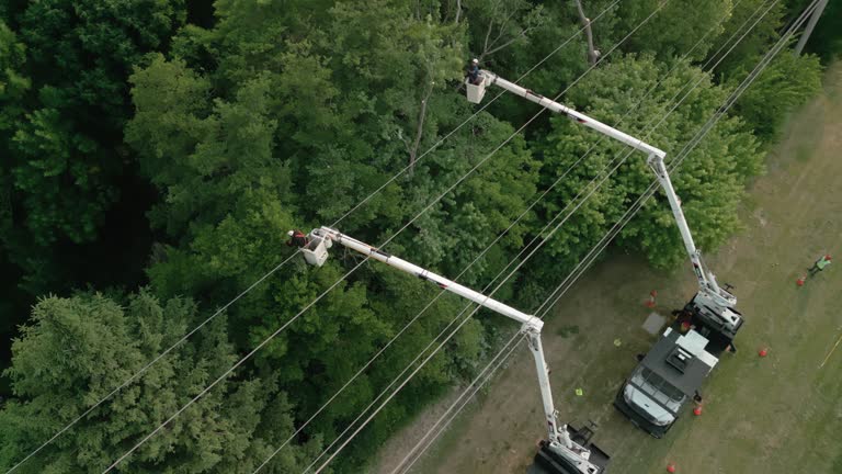 How Our Tree Care Process Works  in  Highlands Ranch, CO