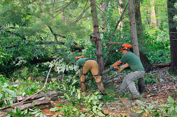 Mulching Services in Highlands Ranch, CO