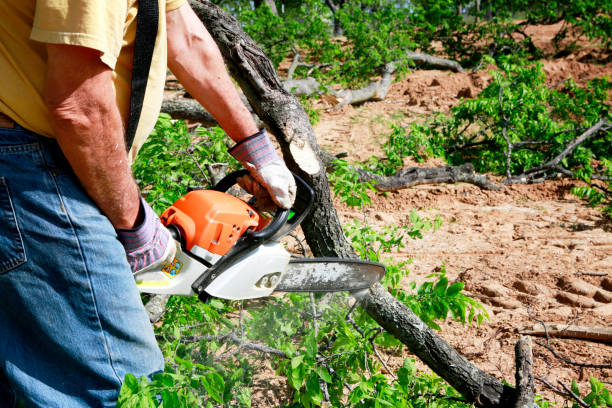 Best Emergency Tree Removal  in Highlands Ranch, CO